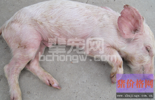 乳仔猪拉稀综合防控的25个对策，缺一不可！