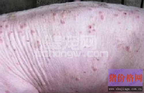 猪皮炎肾病综合征如何诊治与防控？