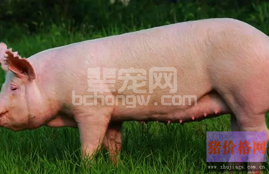 【分享】母猪尿液的秘密！