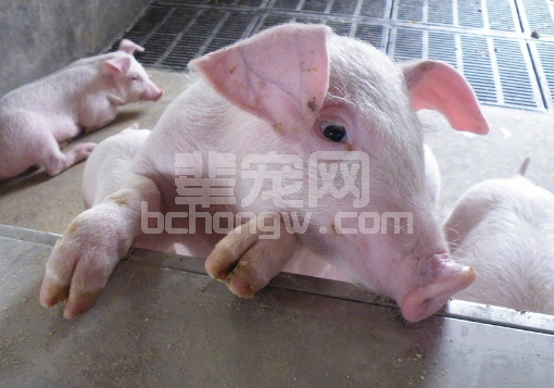 【专家推荐】猪体温下降是何原因？如何救治？