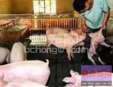 看看我们在养猪过程中存在多少问题和误区！