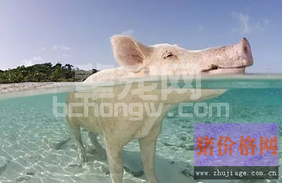 猪热应激的预防治疗方案