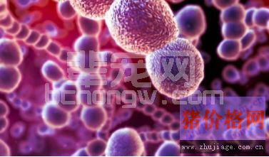 研究：DIVA疫苗可解决目前沙门氏菌疫苗的局限性