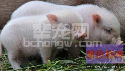 怎样预防脂肪性下痢？