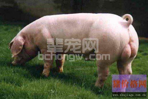 种猪夏季管理要点剖析