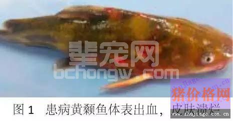 河蟹塘浑浊水产生的原因分析及处理方案