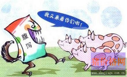 实用猪流行性腹泻防控经验分享