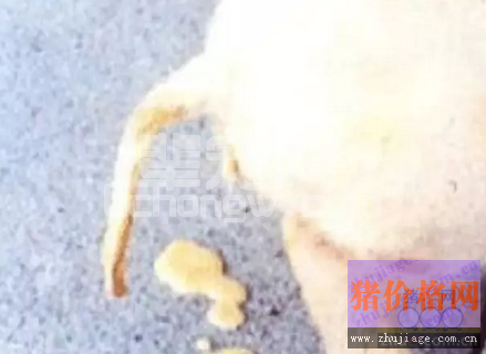 猪流行性腹泻病毒在英国蔓延