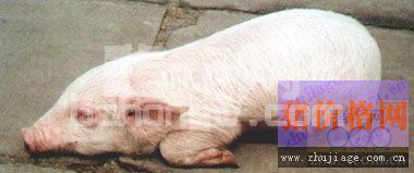 慢性猪瘟与副猪嗜血杆菌病混感：4个步骤一周搞定!