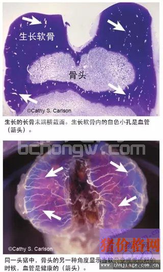 无声的疾病导致跛足和生产损失