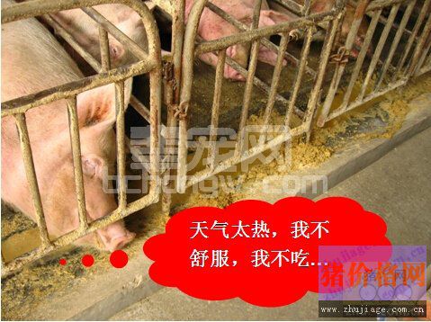 猪的应激方法与控制措施