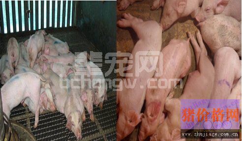蓝耳病的诊断方法与防治措施