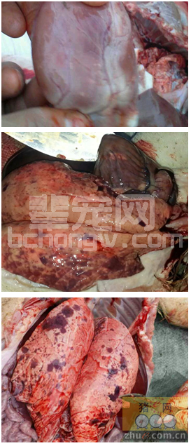 猪口蹄疫心肌变性的临床表现及应对方法