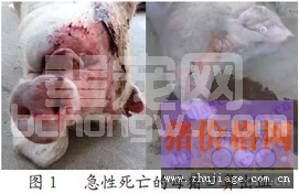 急性猪丹毒的诊治措施
