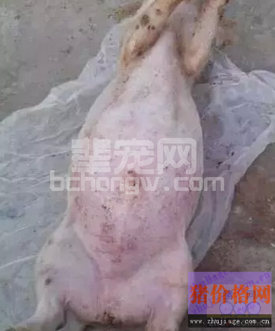 目前急性气胀死亡猪的急救方法和预防措施