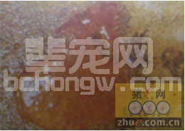 猪痢疾的病原及防控措施