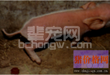 仔猪红痢的症状及防控解析