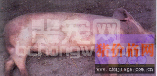 仔猪副伤寒的病因及防控解析