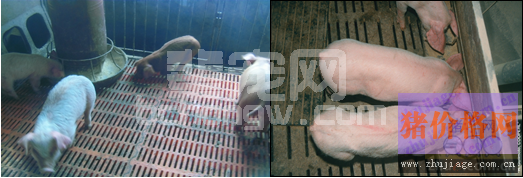养猪场圆环病毒病的防控方案
