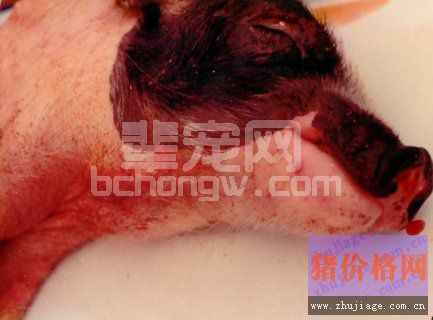 规模化养猪场猪瘟危害严重的原因分析及防治措施