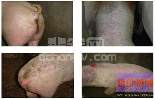 猪圆环病毒与附红细胞体混合感染的案例分析