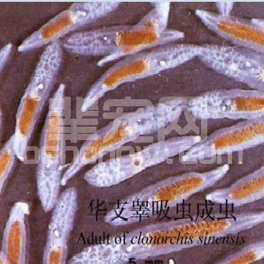 猪华枝睾吸虫病的临床症状及防治措施