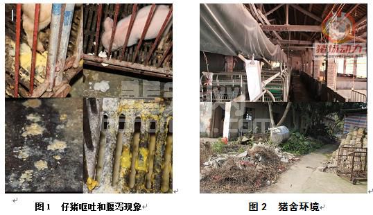 仔猪腹泻病的临床实战案例解析