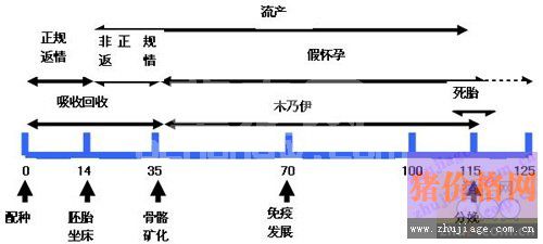 养猪免疫与抗生素模式无法控制疾病流行
