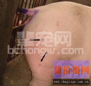 简单鉴别猪皮肤病的症状
