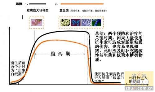 利用微生态制剂治疗仔猪腹泻