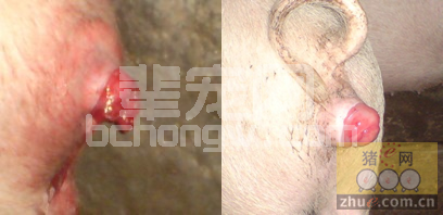 猪脱肛的治疗措施与简单实用