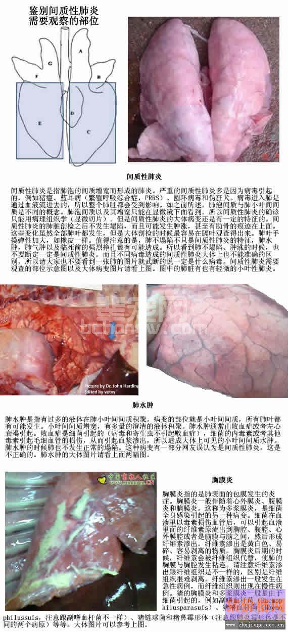 养猪过程猪常见的肺部大体病变