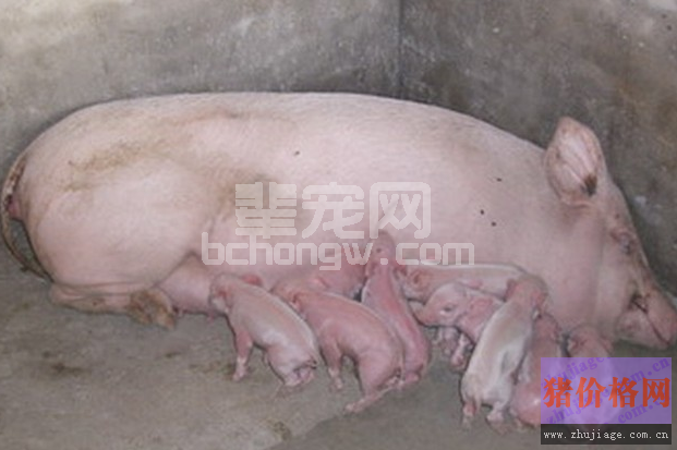 母猪产后无乳综合征症状图谱及诊治措施