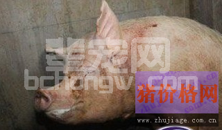 猪砷中毒的症状图谱及防治措施