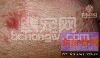 猪渗出性皮炎的详细介绍