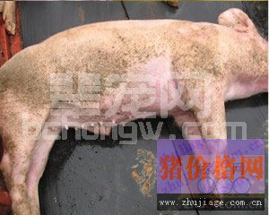 80日小猪90斤体温正常两天猝死是什么病？