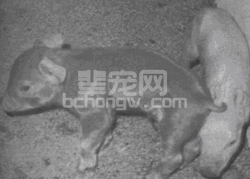新生仔猪腹泻的综合症及技术处理措施