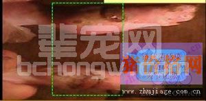 猪关节脓肿应谨慎哪两种病？