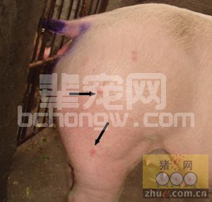 教你几招简单鉴别猪皮肤症状
