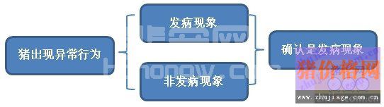 兽医诊断猪疾病的步骤及思维方法分析