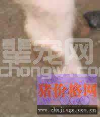 猪的肢蹄病应该怎么预防？