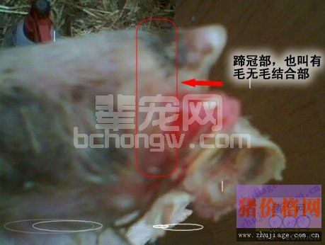 猪口蹄疫与蹄裂以及其他的肢蹄病之间的区别