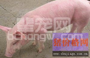 猪附红细胞体病的防治措施