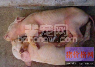 乳猪无名腹泻的防治措施