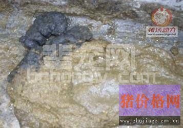 消食汤可以防治猪消化不良