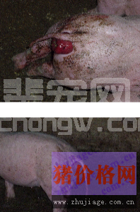 使用中草药方剂防治猪脱肛