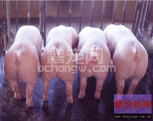 专家教你母猪便秘防治的九个方法