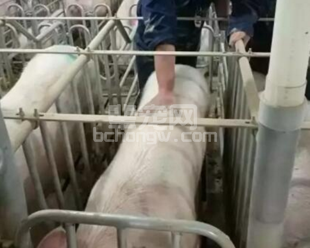 炎热夏季，如何才能避免断奶母猪一周内发情率大幅度下降？