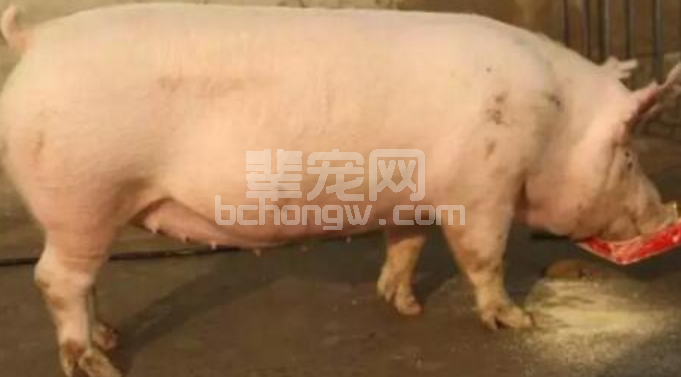 让80%的养猪人头痛的母猪问题，养母猪赚钱真这么难吗？