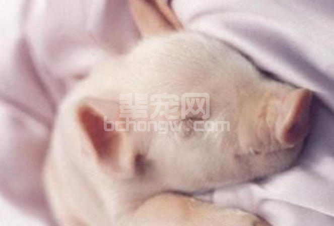 仔猪剪牙--这还有你不知道的那些事！